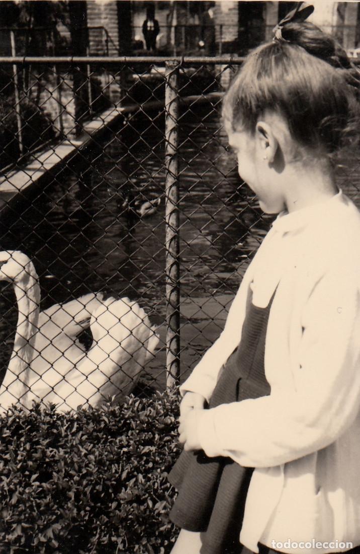 Fotograf&iacute;a antigua: Ni&ntilde;a con un cisne. Zoo de Madrid. A&ntilde;os 60 pc