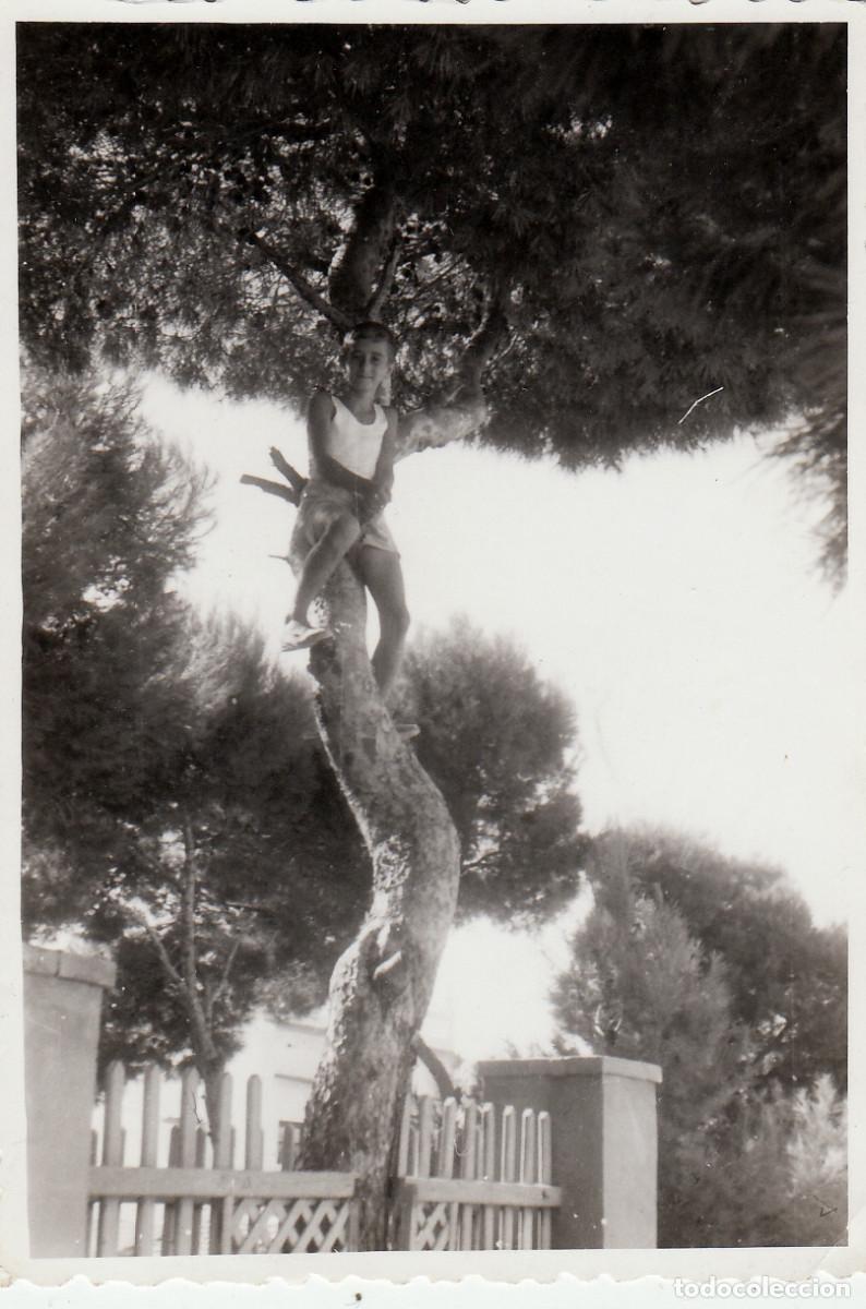 Fotograf&iacute;a antigua: Chico, ni&ntilde;o subido a un gran &aacute;rbol. A&ntilde;os 50-60 pc