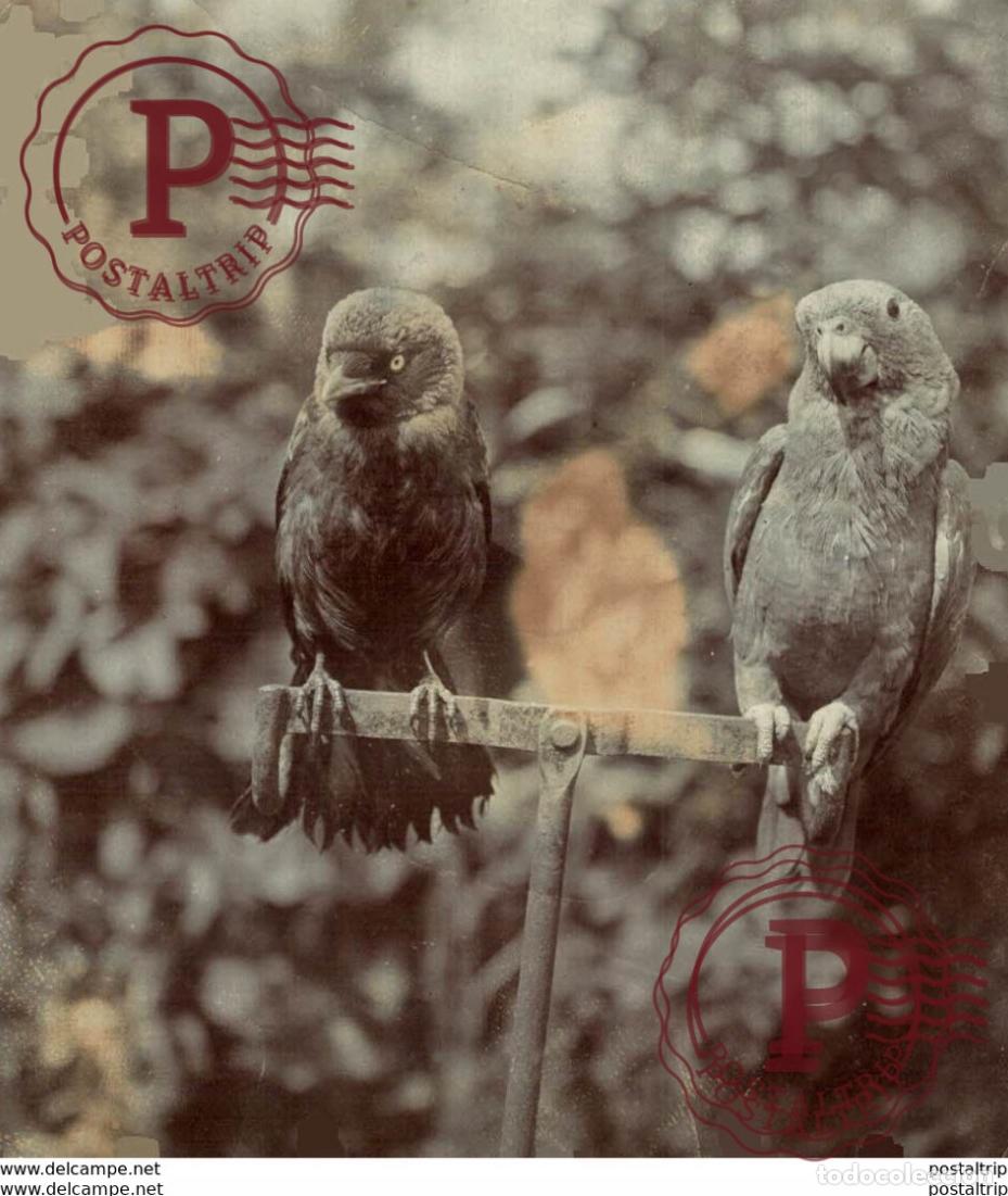 Fotograf&iacute;a antigua: OISEAU BIRDS LORO 9.5*8CM Fonds Victor FORBIN 1864-1947
