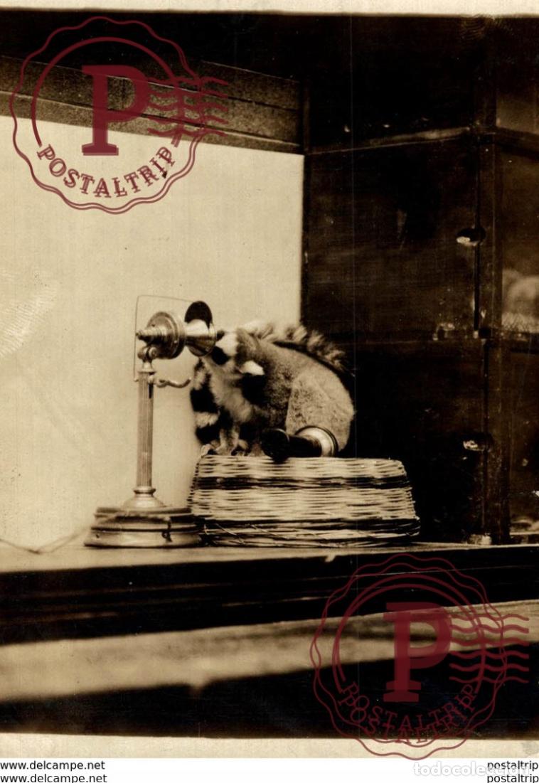 Fotograf&iacute;a antigua: TELEPHONE TEL&Eacute;FONO ANIMALS 12*9CM Fonds Victor FORBIN 1864-1947