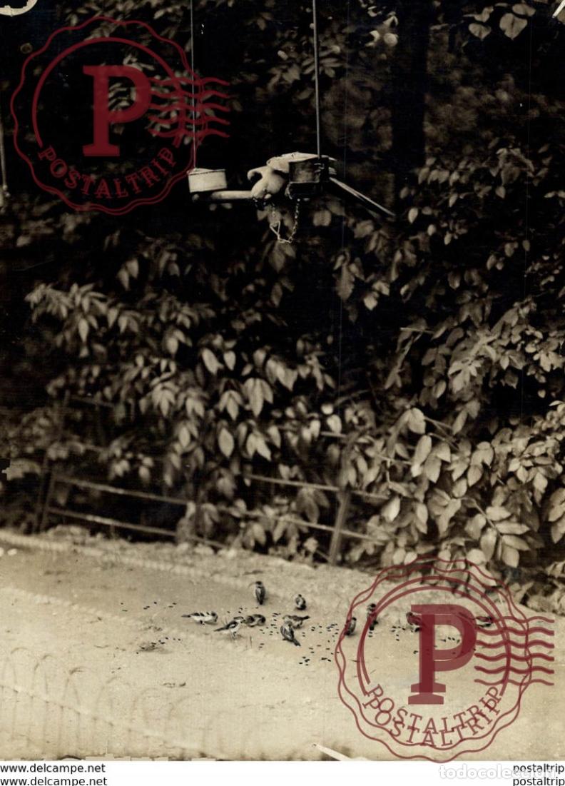 Fotograf&iacute;a antigua: A PERROTT AT THE ZOO BIRDS SPARROWS ANIMALS 16*12CM Fonds Victor FORBIN 1864-1947