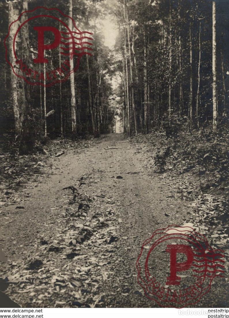 Fotograf&iacute;a antigua: WOOD 18*13CM Fonds Victor FORBIN 1864-1947