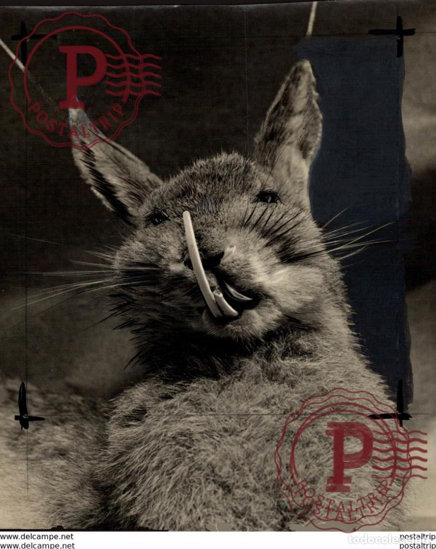 Fotograf&iacute;a antigua: ANIMALS 17*14CM Fonds Victor FORBIN 1864-1947