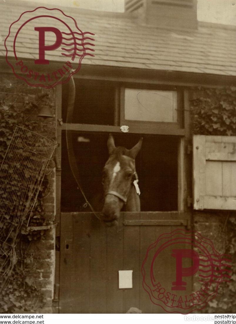 Fotograf&iacute;a antigua: HORSE SEE BACK 20*15CM Fonds Victor FORBIN 1864-1947