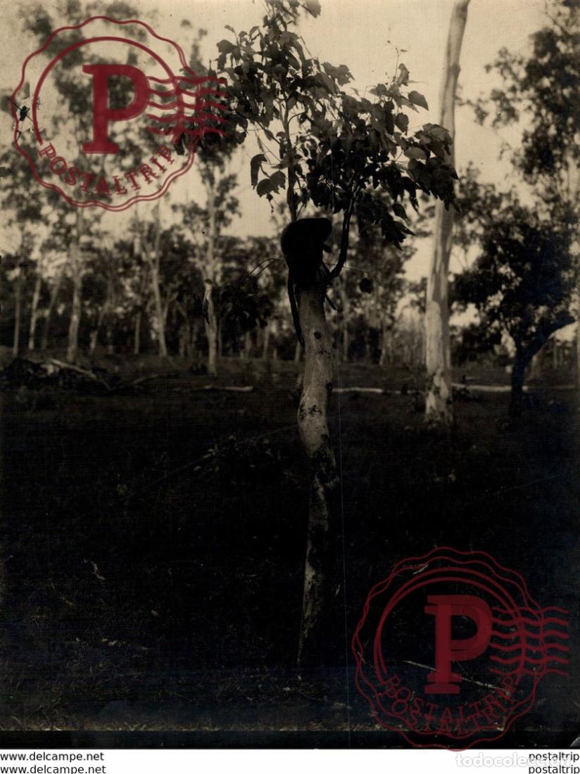 Fotograf&iacute;a antigua: MONO MONKEY 20*15CM Fonds Victor FORBIN 1864-1947