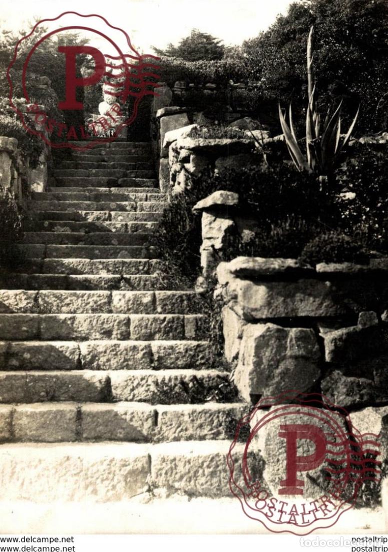 Fotograf&iacute;a antigua: PALM WALK 15*11cm Bot&aacute;nica Botany Botanique Botanik Fonds Victor FORBIN 1864-1947