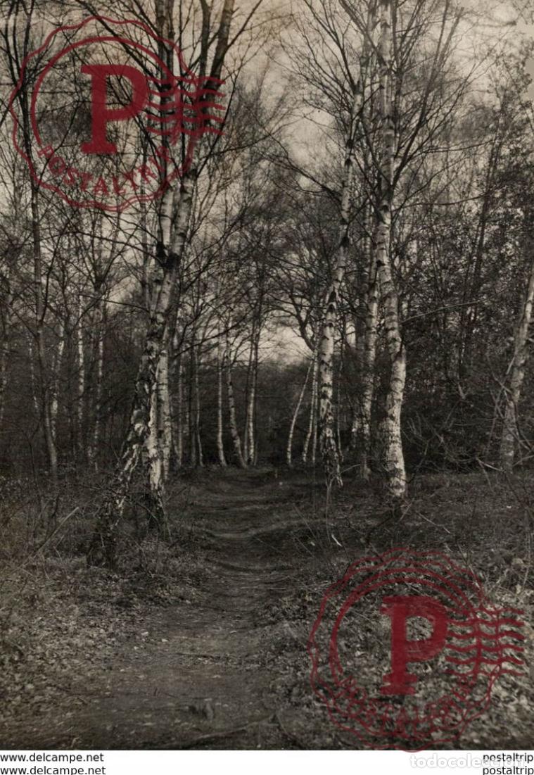 Fotograf&iacute;a antigua: BIRMINGHAM 16*11cm Bot&aacute;nica Botany Botanique Botanik Fonds Victor FORBIN 1864-1947