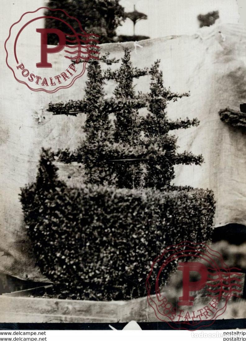 Fotograf&iacute;a antigua: CHELSEA GARDENS FLOWER SHOW 16*12cm Bot&aacute;nica Botany Botanique Botanik Fonds Victor FORBIN 1864-194