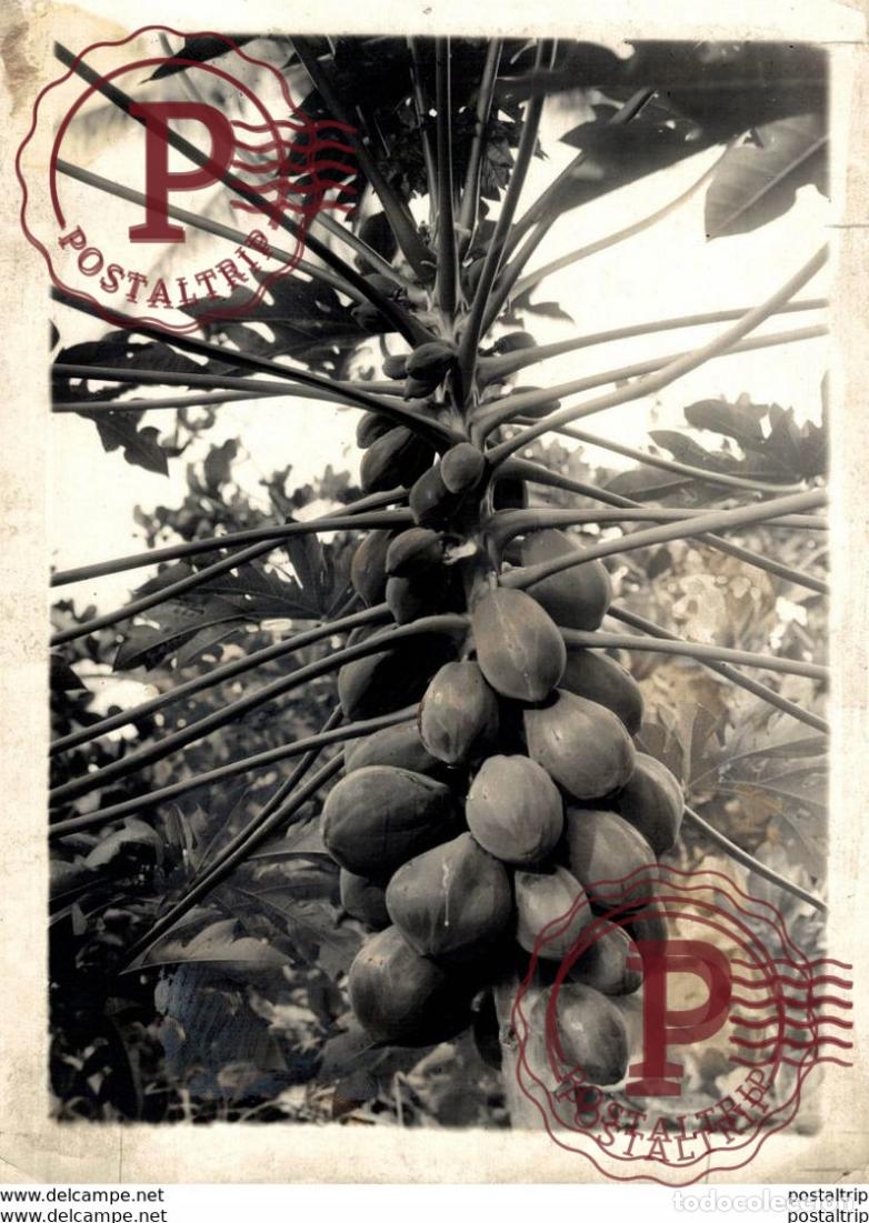 Fotograf&iacute;a antigua: PAPAYA TREE 17*12cm Bot&aacute;nica Botany Botanique Botanik Fonds Victor FORBIN 1864-1947