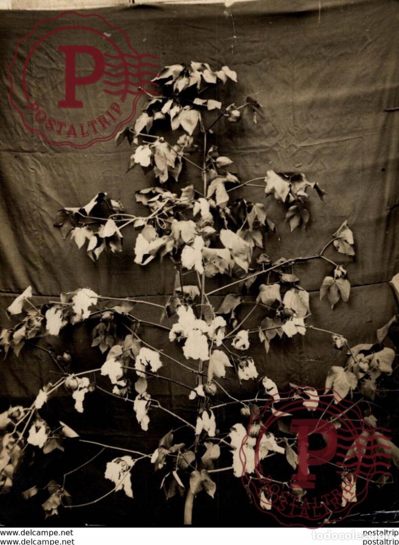 Fotograf&iacute;a antigua: COTTON PLANT 20*15cm Bot&aacute;nica Botany Botanique Botanik Fonds Victor FORBIN 1864-1947