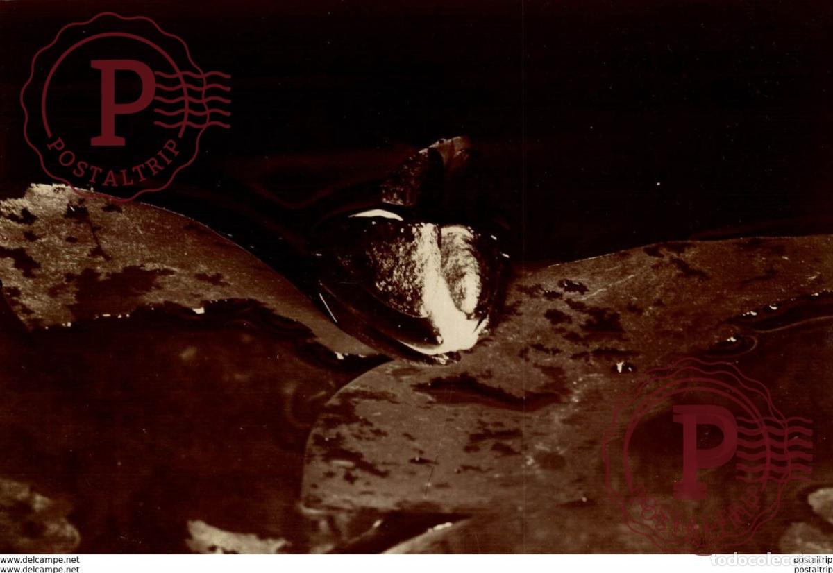 Fotograf&iacute;a antigua: water lelies FLORES FLOWERS 15*11cm Bot&aacute;nica Botany Botanique Botanik Fonds Victor FORBIN 1864-194