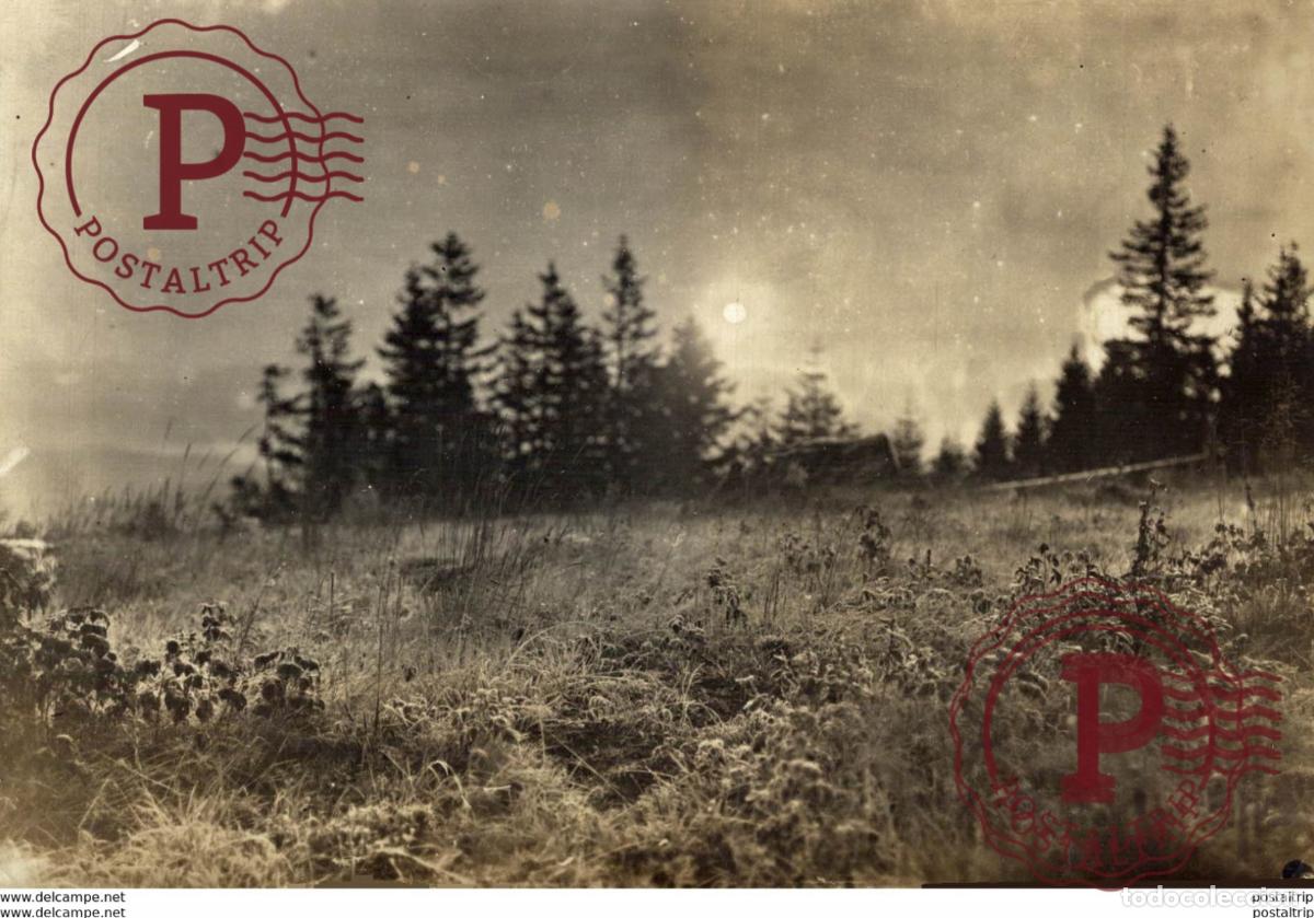 Fotograf&iacute;a antigua: SEE BACK 14*12cm Bot&aacute;nica Botany Botanique Botanik Fonds Victor FORBIN 1864-1947