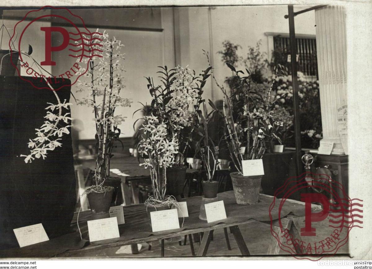 Fotograf&iacute;a antigua: ROYAL HORTICULTURAL SOCIETY HALL AFRICAN LILL 16*12cm Bot&aacute;nica Botany Botanique Botanik Fonds Victo