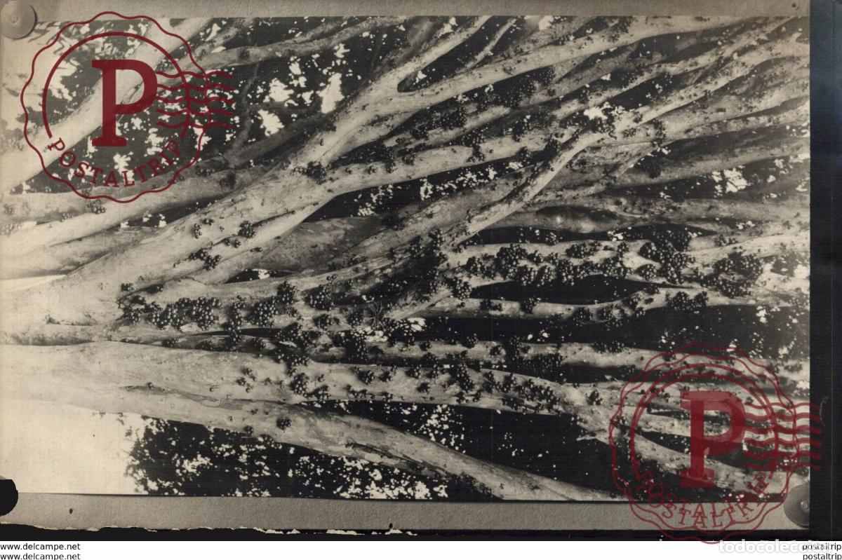 Fotograf&iacute;a antigua: FRUITS AFRIQUE AFRICA 16*11cm Bot&aacute;nica Botany Botanique Botanik Fonds Victor FORBIN 1864-1947