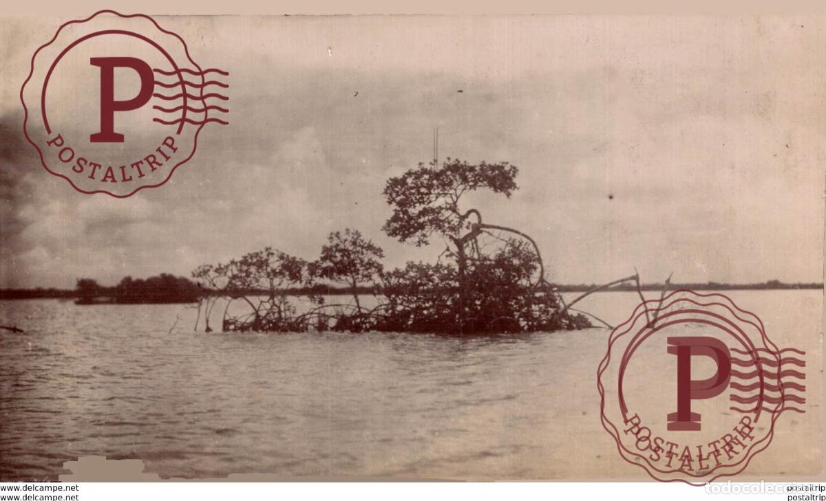 Fotograf&iacute;a antigua: 16*11cm Bot&aacute;nica Botany Botanique Botanik Fonds Victor FORBIN 1864-1947