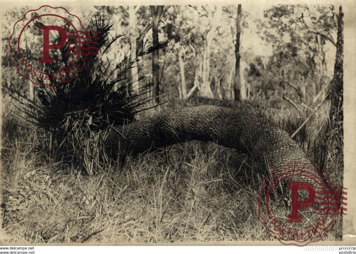 Fotograf&iacute;a antigua: PALM TREE 16*11cm Bot&aacute;nica Botany Botanique Botanik Fonds Victor FORBIN 1864-1947