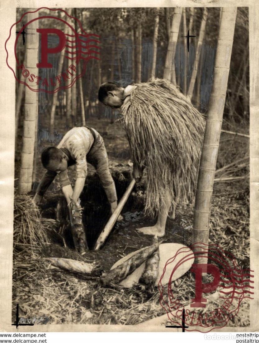 Fotograf&iacute;a antigua: RECOLECTA DE BAMBU COMESTIBLE FARMERS JAPON JAPAN 21 *16 cm Fonds Victor FORBIN 1864-1947