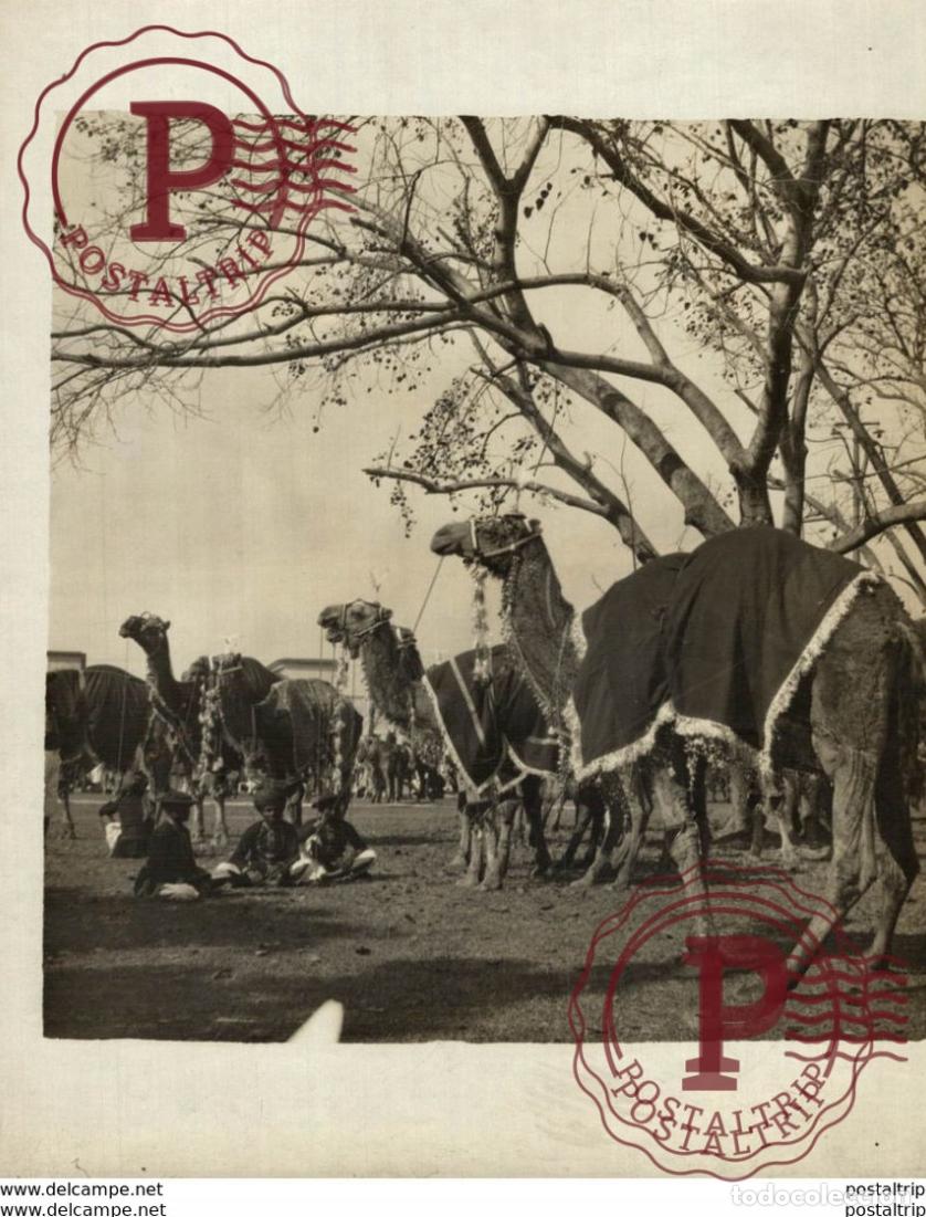 Fotografia antiga: A GROUP OF DESSERT CAMELS 21*16 cm Fonds Victor FORBIN 1864-1947