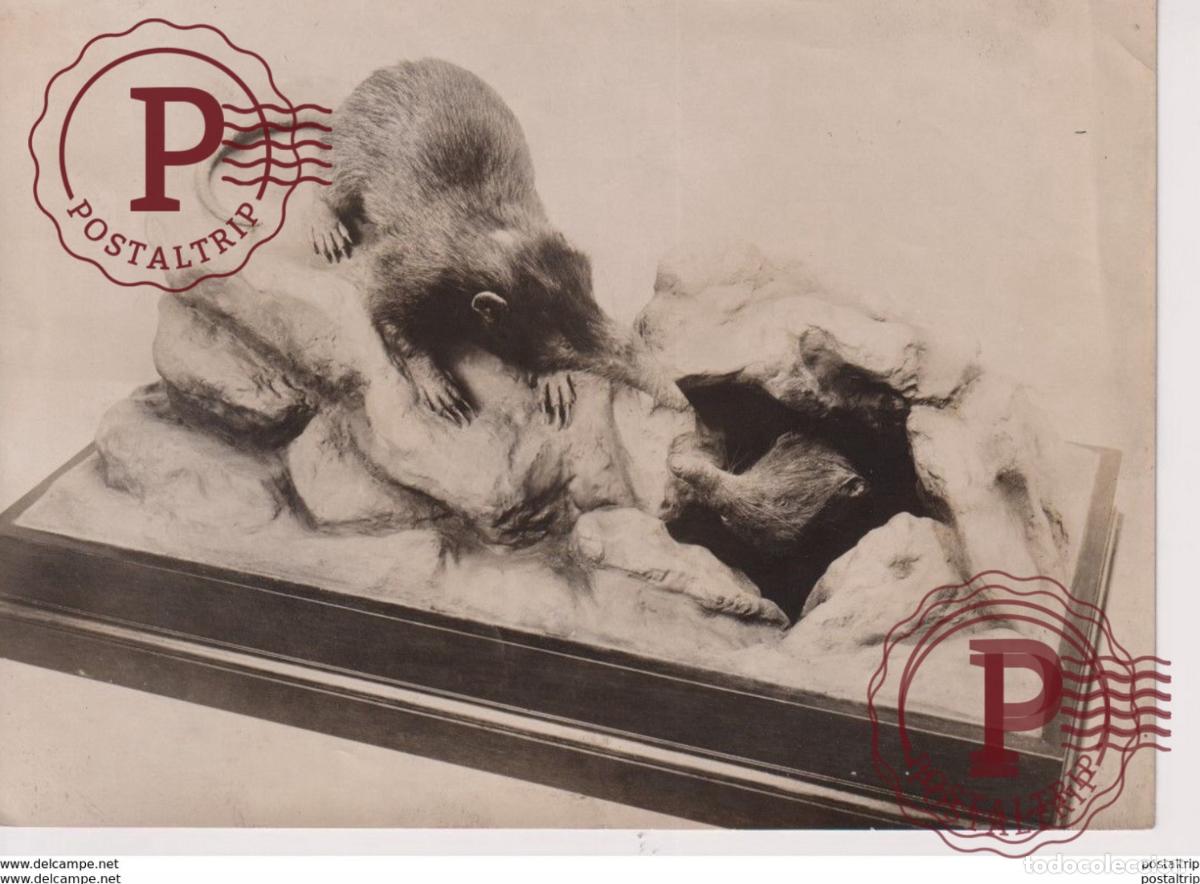 Fotograf&iacute;a antigua: MOUSE RAT ANIMALS ANIMAUX 18*13CM Fonds Victor FORBIN 1864-1947