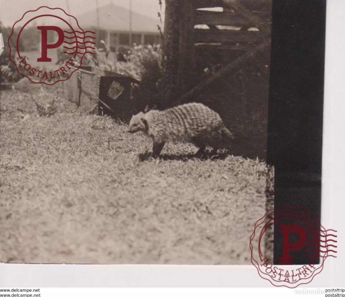 Fotograf&iacute;a antigua: ANIMALS ANIMAUX 10*8CM Fonds Victor FORBIN 1864-1947