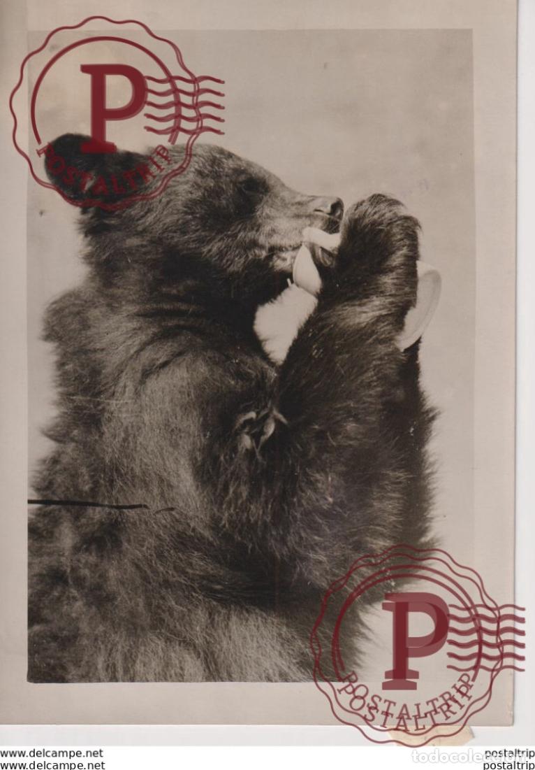 Fotograf&iacute;a antigua: ROCKY MOUNTAINS ZOO THIRSTY BEAR OURS BEARS OSOS BEREN 16*12CM Fonds Victor FORBIN 1864-1947