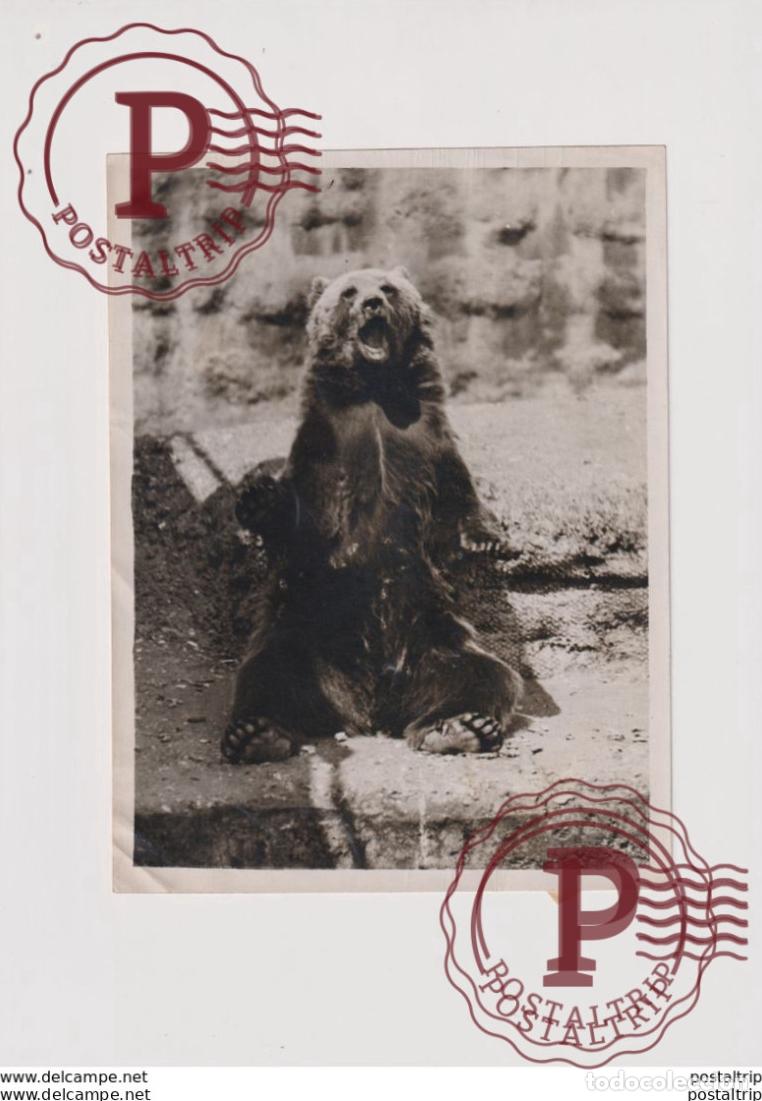 Fotograf&iacute;a antigua: AT THE ZOO OURS BEARS OSOS BEREN 20*15CM Fonds Victor FORBIN 1864-1947