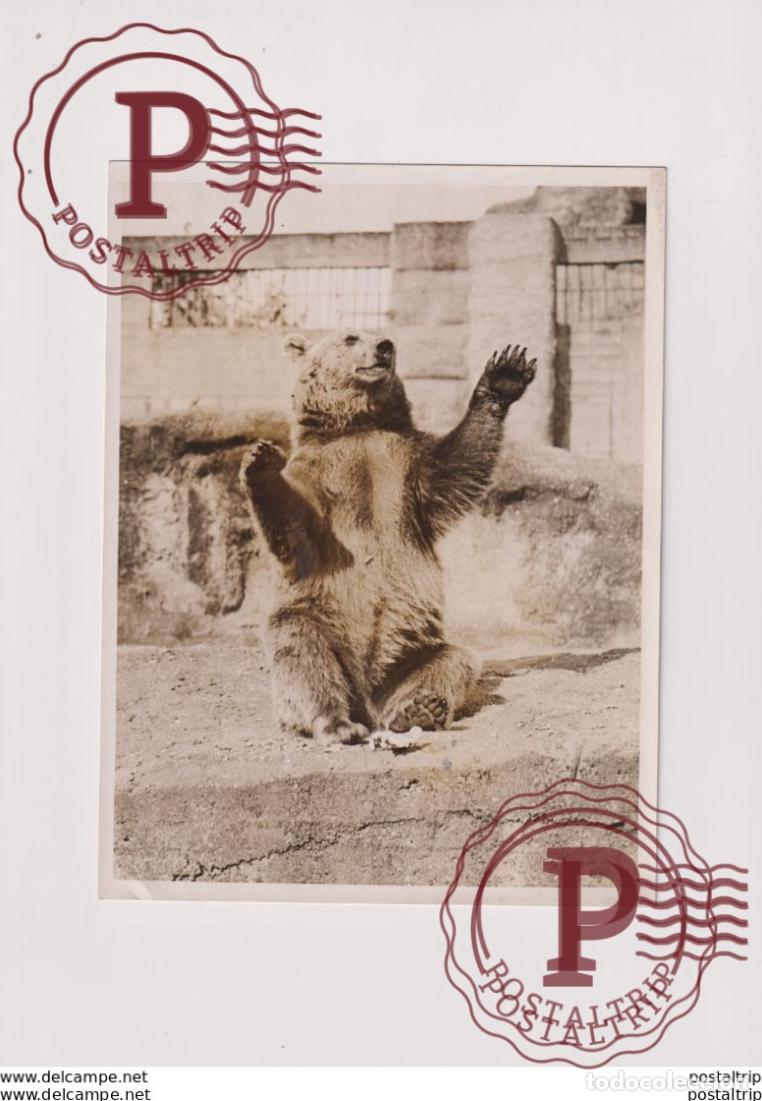 Fotograf&iacute;a antigua: AT THE ZOO KENSINGTON PALACE OURS BEARS OSOS BEREN 20*15CM Fonds Victor FORBIN 1864-1947