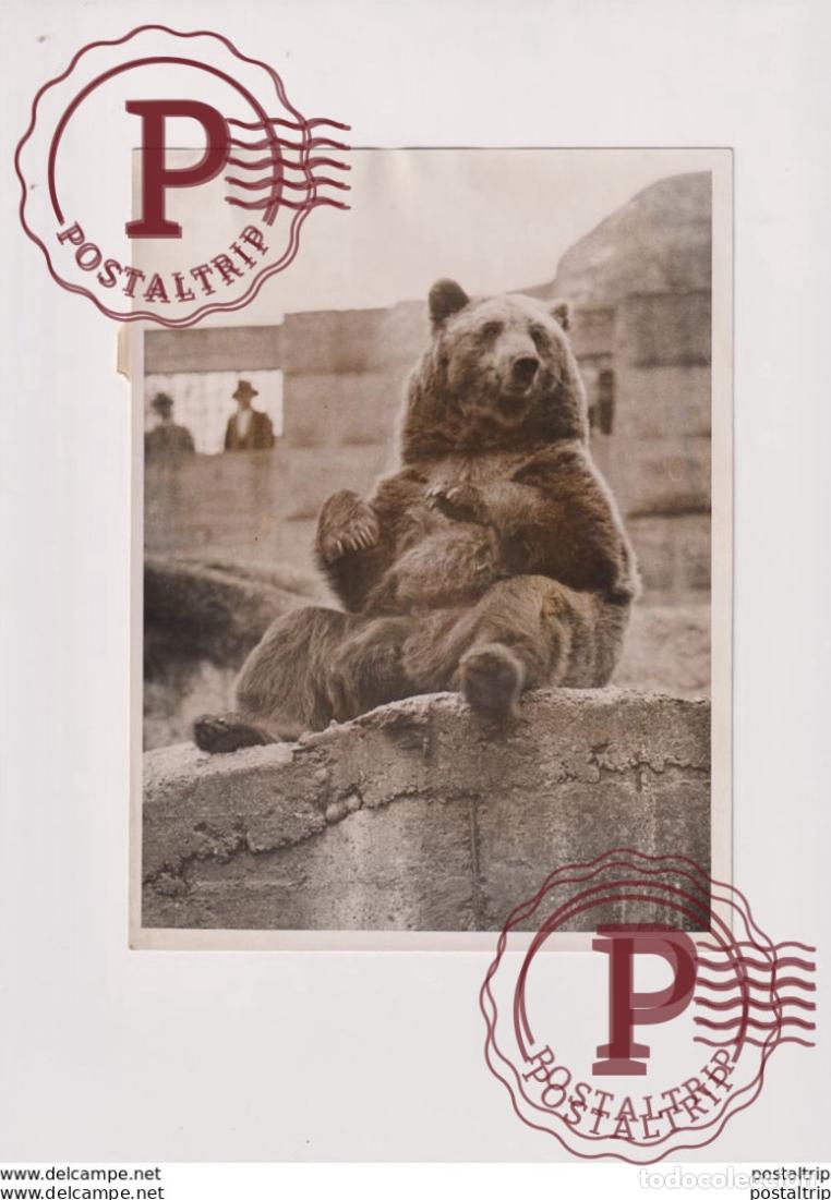 Fotograf&iacute;a antigua: AT THE ZOO OURS BEARS OSOS BEREN 20*15CM Fonds Victor FORBIN 1864-1947