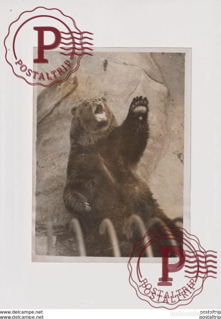 Fotograf&iacute;a antigua: GRIZZLY BEGS AT THE ZOO OURS BEARS OSOS BEREN 20*15CM Fonds Victor FORBIN 1864-1947