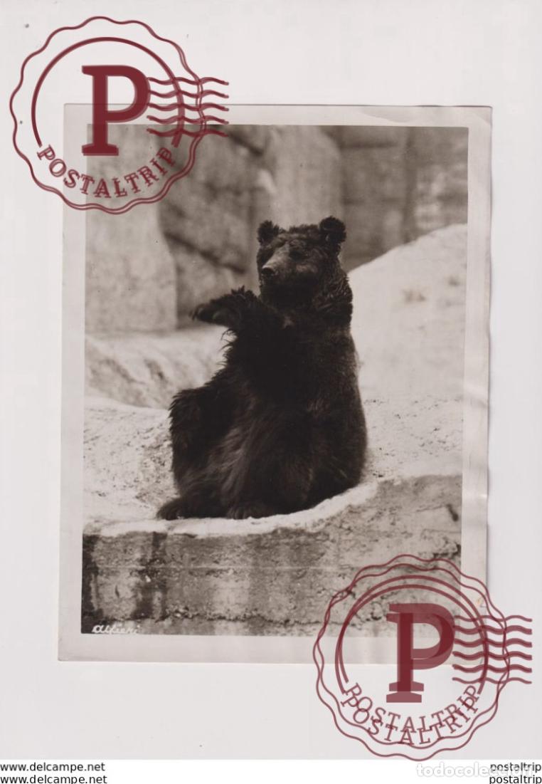 Fotograf&iacute;a antigua: AT THE ZOO OURS BEARS OSOS BEREN 21*16CM Fonds Victor FORBIN 1864-1947