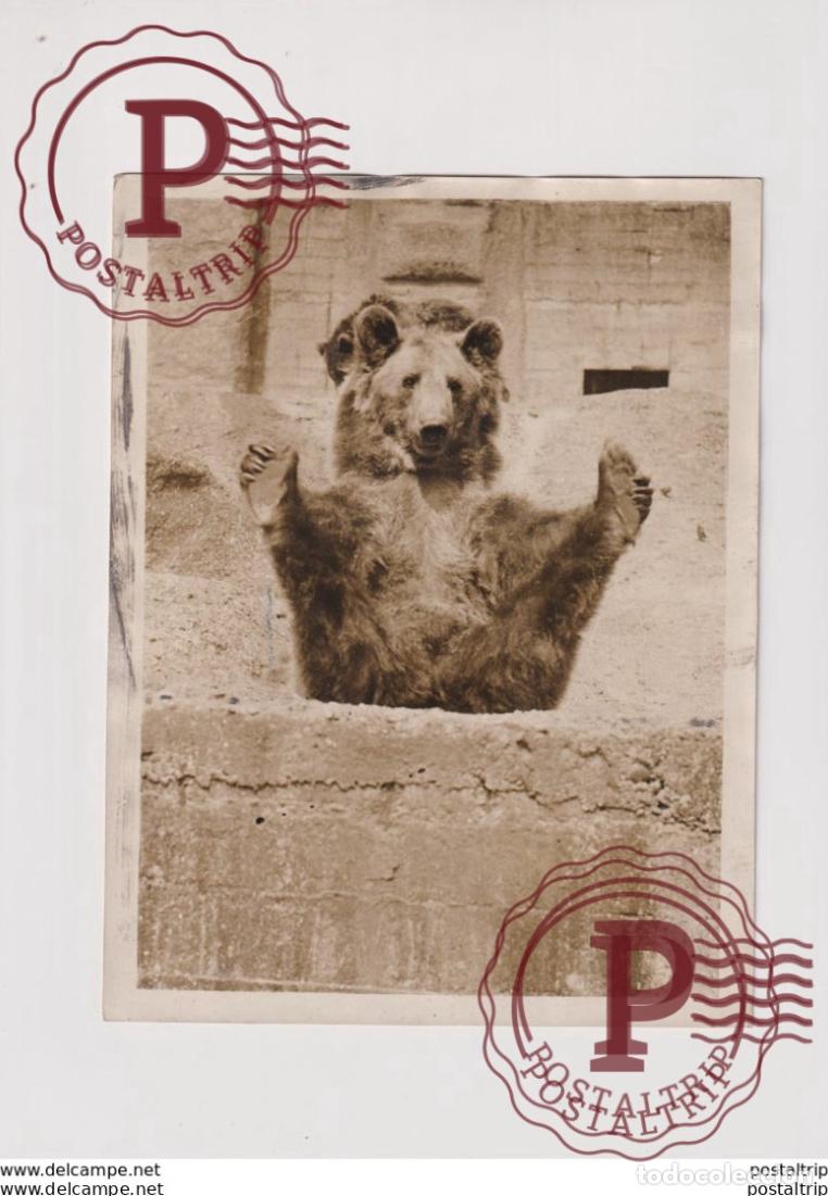 Fotograf&iacute;a antigua: ZOO OURS BEARS OSOS BEREN 21*16CM Fonds Victor FORBIN 1864-1947