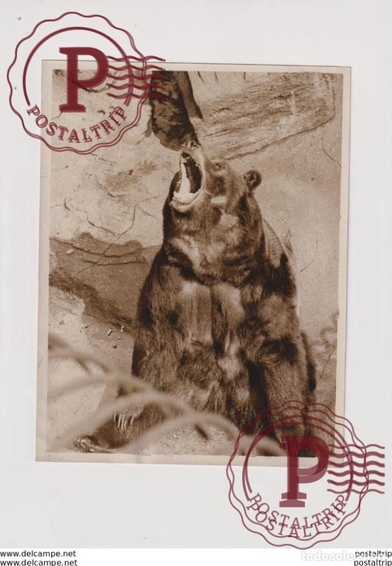 Fotograf&iacute;a antigua: POLAR BEAR ZOO OURS BEARS OSOS BEREN 21*16CM Fonds Victor FORBIN 1864-1947