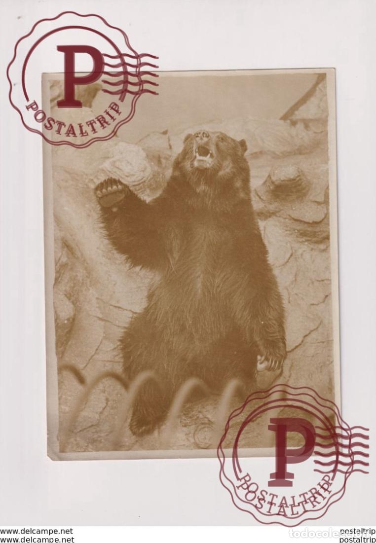 Fotograf&iacute;a antigua: GRIZZLY BEAR ZOO OURS BEARS OSOS BEREN 21*16CM Fonds Victor FORBIN 1864-1947