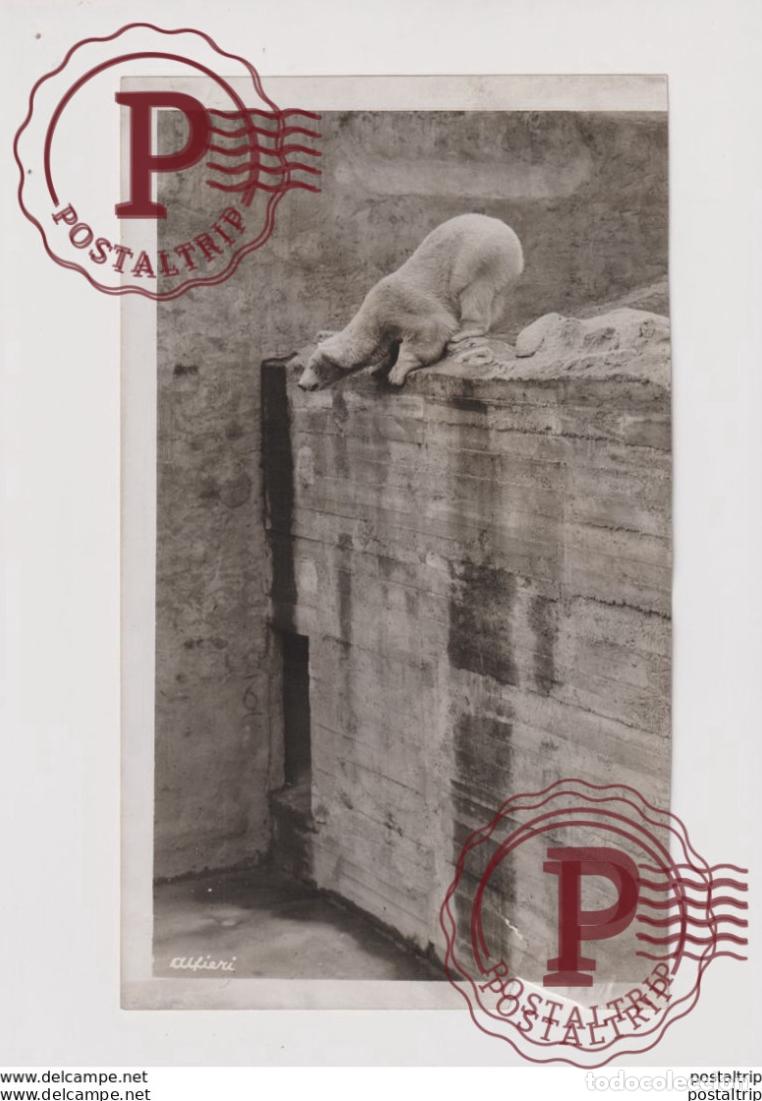 Fotograf&iacute;a antigua: ZOO WHITSUNTIDE BARBARA POLAR BEAR ZOO OURS BEARS OSOS BEREN 25*15CM Fonds Victor FORBIN 1864-1947