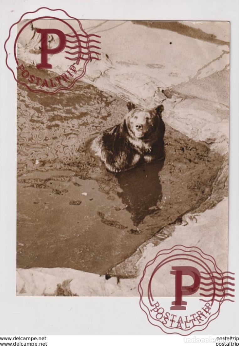 Fotograf&iacute;a antigua: AT THE ZOO OURS BEARS OSOS BEREN 24*19CM Fonds Victor FORBIN 1864-1947