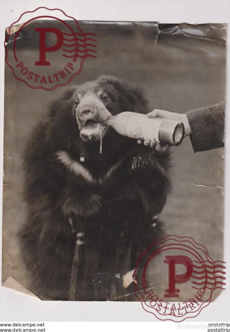 Fotograf&iacute;a antigua: OURS BEARS OSOS BEREN 25*20CM Fonds Victor FORBIN 1864-1947