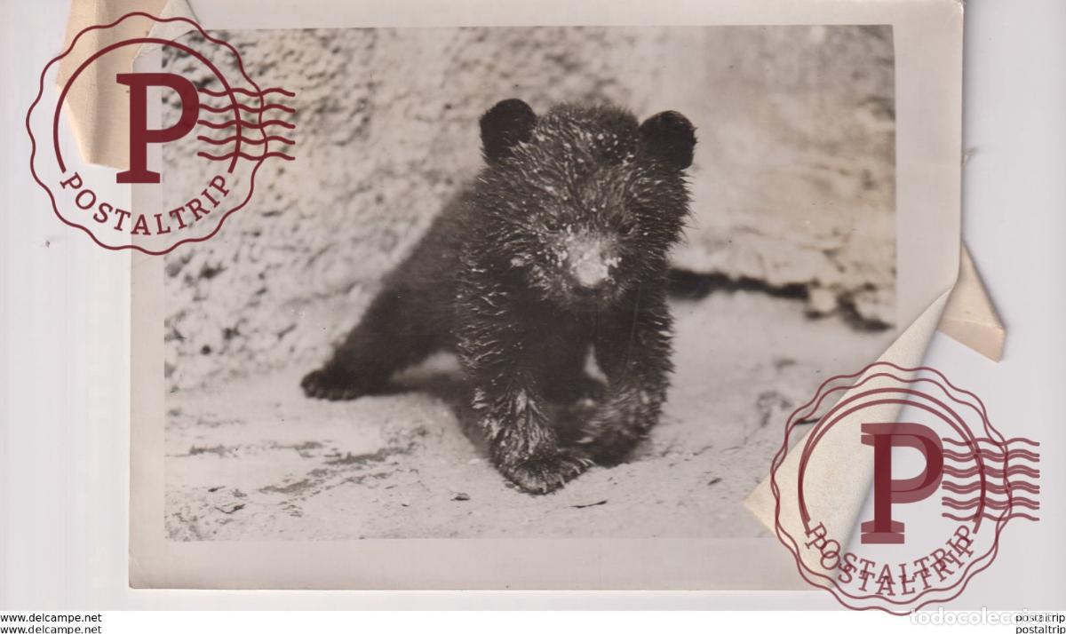 Fotograf&iacute;a antigua: WOOLY BEARS BORN AT THE ZOO OURS BEARS OSOS BEREN 16*12CM Fonds Victor FORBIN 1864-1947