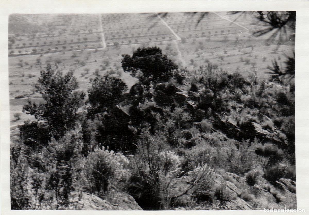 Fotograf&iacute;a antigua: Desde el observatorio forestal del Pico del &Aacute;guila en G&aacute;tova Valencia. A&ntilde;os 60 pc