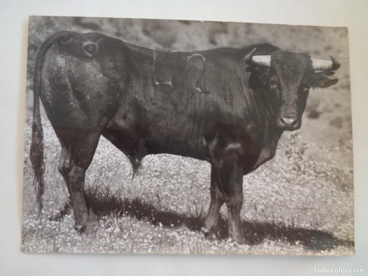Fotograf&iacute;a antigua: FOTO DE UN TORO BRAVO . DE ARJONA , SEVILLA ........ 12,5 X 17,5 CM