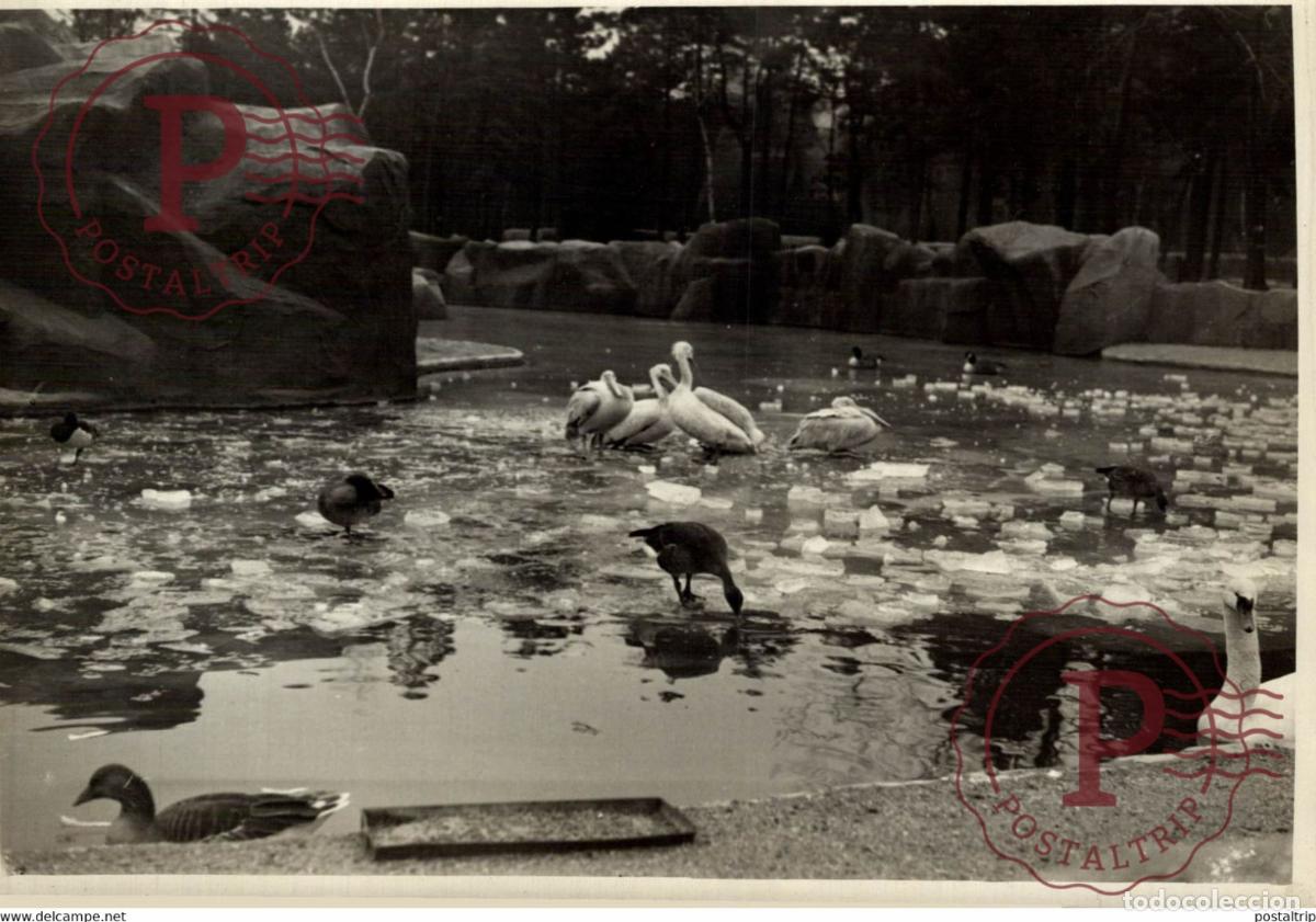 Fotografia antiga: GELER LES LACS, CYGNES DU BOIS DE VINCENNES 18*13CM Photo Meurisse Paris France collectionmeuriss