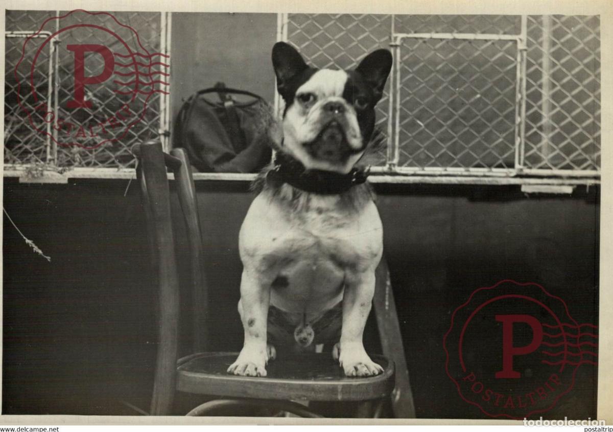 Fotografia antiga: LEXPOSITION FELINE, MAGNIFIQUE PERSAN 18*13CM Photo Meurisse Paris France collectionmeurisse