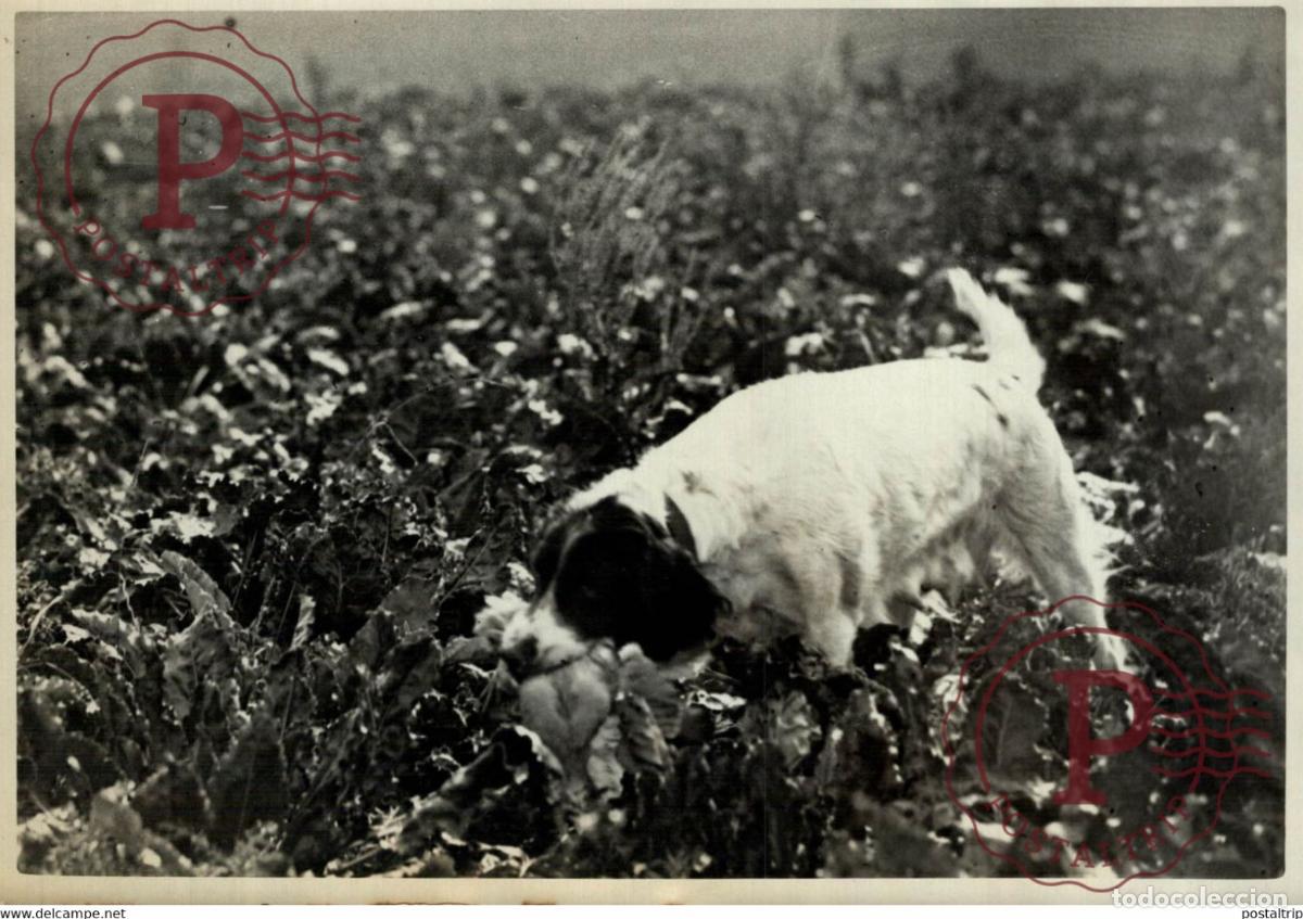 Fotografia antiga: LOUVERTURE DE LA CAHSSE, UN CHIEN QUI NE REVIENT PAS 18*13CM Photo Meurisse Paris France collect