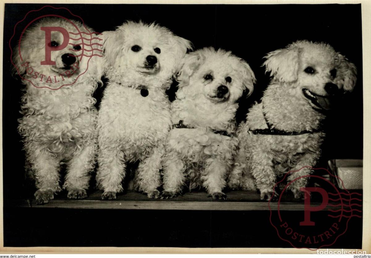 Fotografia antiga: EXPOSITION DES CHIENS DE LUXE A LA SALLE WAGRAM 18*13CM Photo Meurisse Paris France collectionmeu