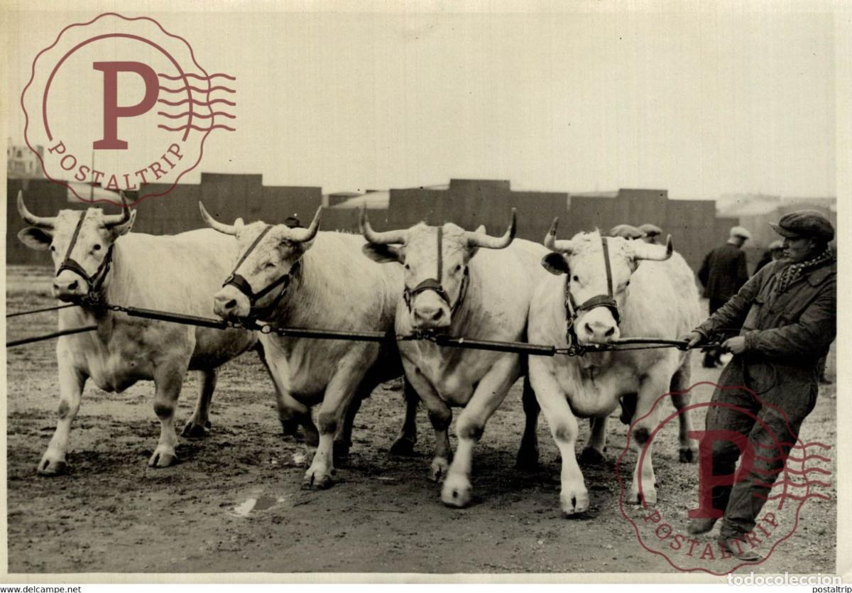 Fotografia antiga: LE CONCOUR AGRICOLE DE PARIS 18*13CM Photo Meurisse Paris France collectionmeurisse