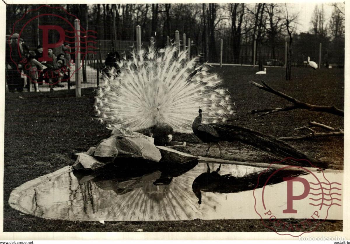 Fotografia antiga: PAON 18*13CM Photo Meurisse Paris France collectionmeurisse