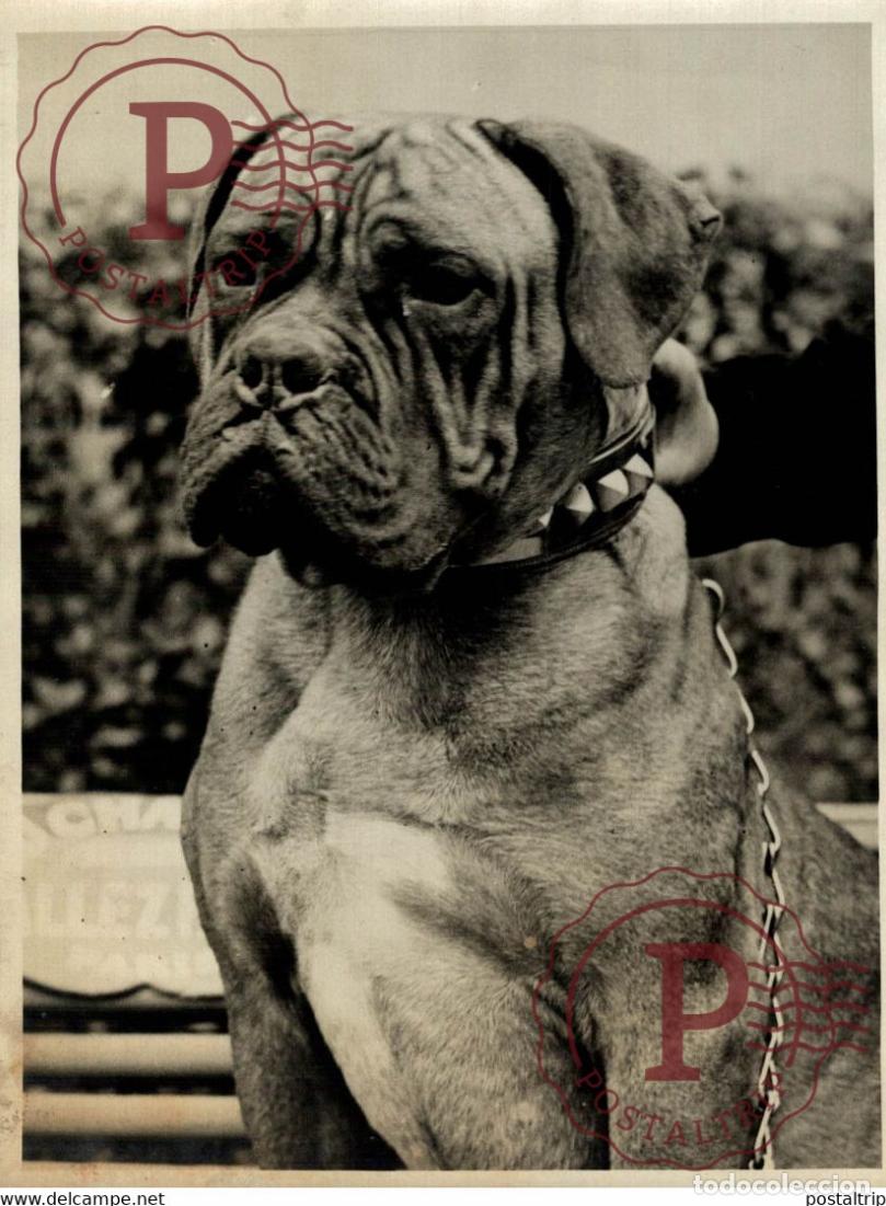 Fotografia antiga: LEXPOSITION INTERNACIONALE CANINE 18*13CM Photo Meurisse Paris France collectionmeurisse