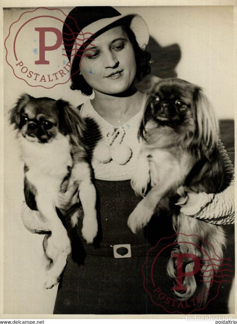 Fotografia antiga: LEXPOSITION INTERNACIONALE CANINE 18*13CM Photo Meurisse Paris France collectionmeurisse