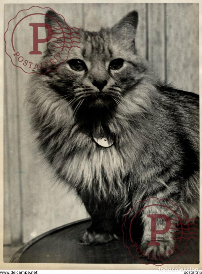 Fotografia antiga: LEXPOSITION FELINE 18*13CM Photo Meurisse Paris France collectionmeurisse