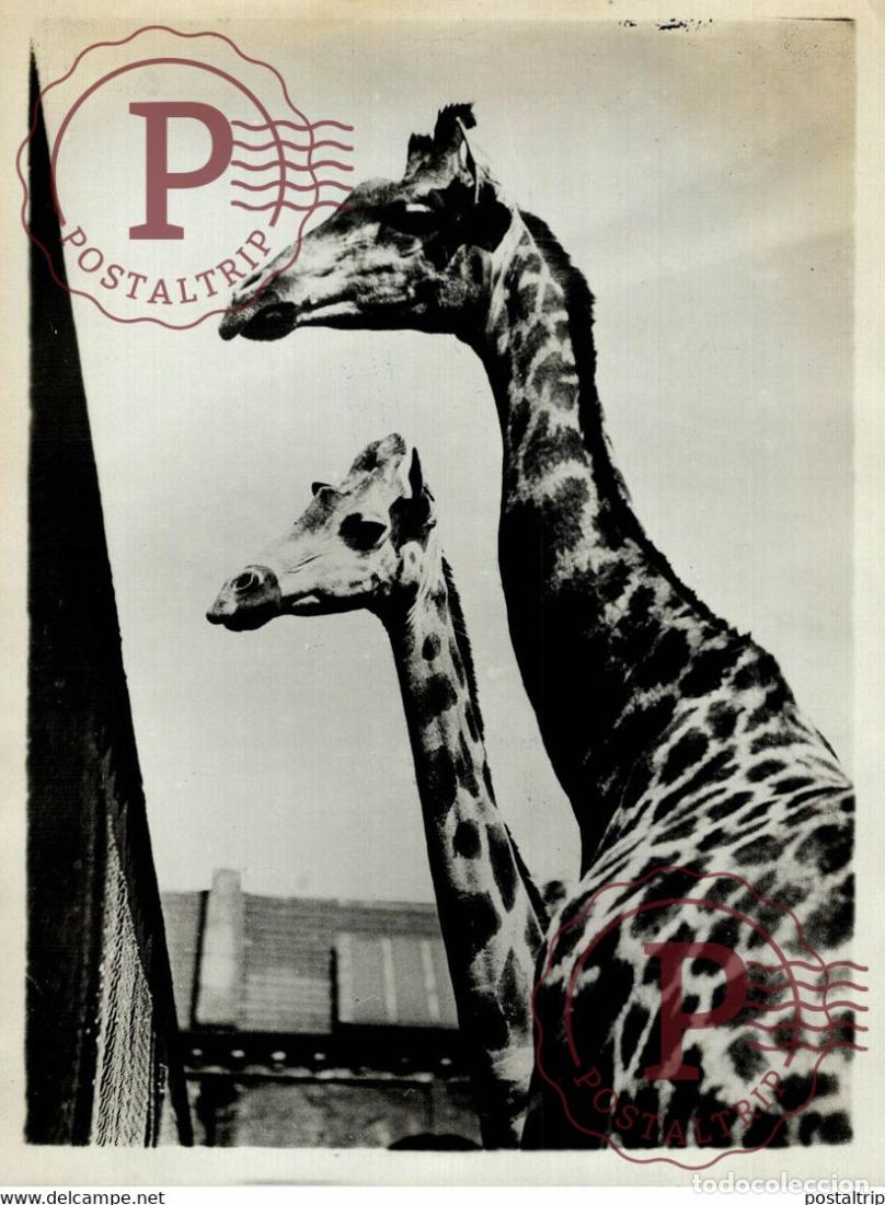 Fotografia antiga: LES GIRAFES DU ZOO DE LONDRES 18*13CM Photo Meurisse Paris France collectionmeurisse