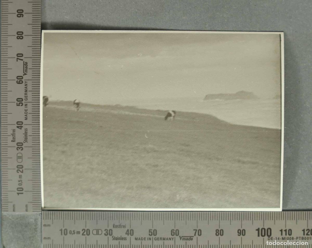 Fotograf&iacute;a antigua: FOTOGRAFIA. VISTA DE VACAS. SUANCES HACIA 1930